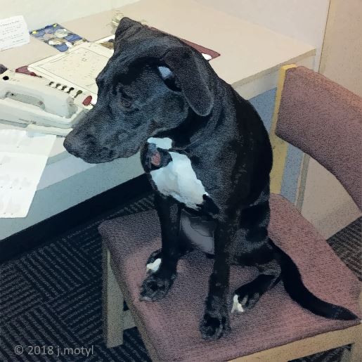 our furry friend is waiting for your message