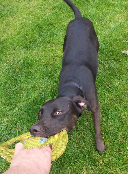 our mascot working hard